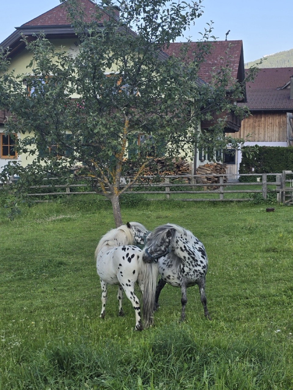 Gro├ƒ 20250621 192147