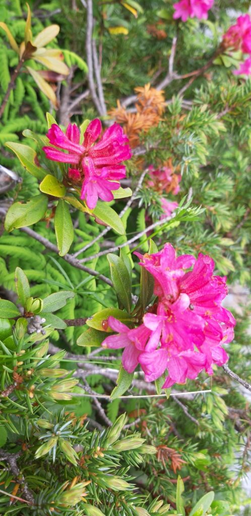 PHOTO 2020 07 02 20 15 34